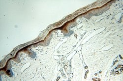 SERPINB13 Rabbit anti-Human, Mouse, Rat, Polyclonal, Proteintech:Antibodies:Primary