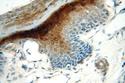 SERPINB13 Rabbit anti-Human, Mouse, Rat, Polyclonal, Proteintech:Antibodies:Primary