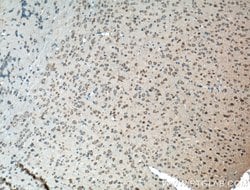PCDHA9 Rabbit anti-Human, Mouse, Rat, Polyclonal, Proteintech:Antibodies:Primary