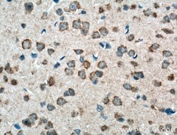 PCDHA9 Rabbit anti-Human, Mouse, Rat, Polyclonal, Proteintech:Antibodies:Primary