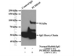 PCDHA9 Rabbit anti-Human, Mouse, Rat, Polyclonal, Proteintech:Antibodies:Primary
