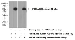 PCDHA9 Rabbit anti-Human, Mouse, Rat, Polyclonal, Proteintech:Antibodies:Primary