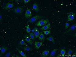 Neurotrophin 3 Rabbit anti-Human, Mouse, Rat, Polyclonal, Proteintech 150