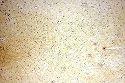 Neurotrophin 3 Rabbit anti-Human, Mouse, Rat, Polyclonal, Proteintech 150