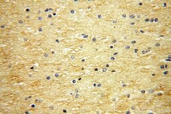 Neurotrophin 3 Rabbit anti-Human, Mouse, Rat, Polyclonal, Proteintech 150