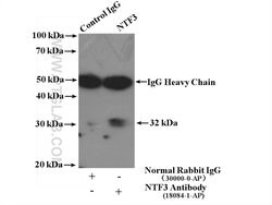 Neurotrophin 3 Rabbit anti-Human, Mouse, Rat, Polyclonal, Proteintech 150