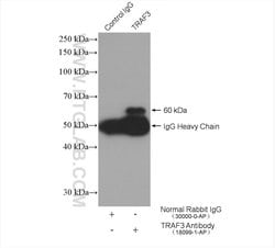 TRAF3 Rabbit anti-Human, Polyclonal, Proteintech:Antibodies:Primary Antibodies