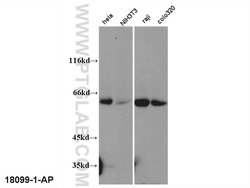 TRAF3 Rabbit anti-Human, Polyclonal, Proteintech:Antibodies:Primary Antibodies