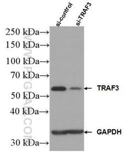 TRAF3 Rabbit anti-Human, Polyclonal, Proteintech:Antibodies:Primary Antibodies