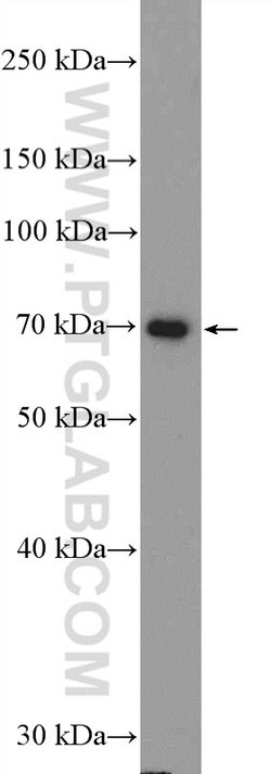 TRAF3 Rabbit anti-Human, Polyclonal, Proteintech:Antibodies:Primary Antibodies