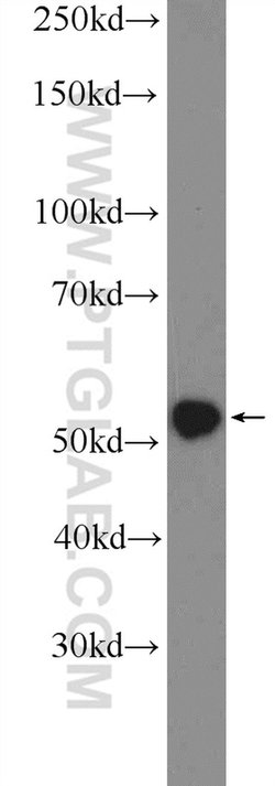 TRAF3 Rabbit anti-Human, Polyclonal, Proteintech:Antibodies:Primary Antibodies