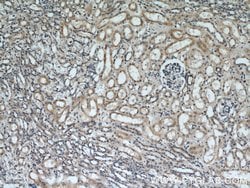 Uroguanylin Rabbit anti-Human, Mouse, Rat, Polyclonal, Proteintech 150