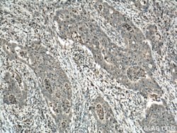 Uroguanylin Rabbit anti-Human, Mouse, Rat, Polyclonal, Proteintech 150