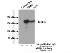 MSH6 Rabbit anti-Human, Mouse, Rat, Polyclonal, Proteintech:Antibodies:Primary