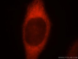 FARSA Rabbit anti-Human, Mouse, Rat, Polyclonal, Proteintech:Antibodies:Primary