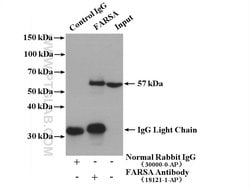 FARSA Rabbit anti-Human, Mouse, Rat, Polyclonal, Proteintech:Antibodies:Primary
