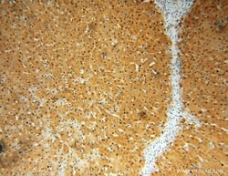GCOM1 Rabbit anti-Human, Mouse, Rat, Polyclonal, Proteintech 150 &mu;L;