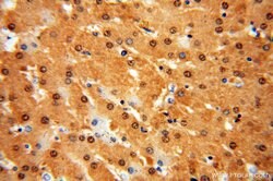 GCOM1 Rabbit anti-Human, Mouse, Rat, Polyclonal, Proteintech 150 &mu;L;