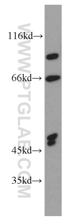 GCOM1 Rabbit anti-Human, Mouse, Rat, Polyclonal, Proteintech 150 &mu;L;