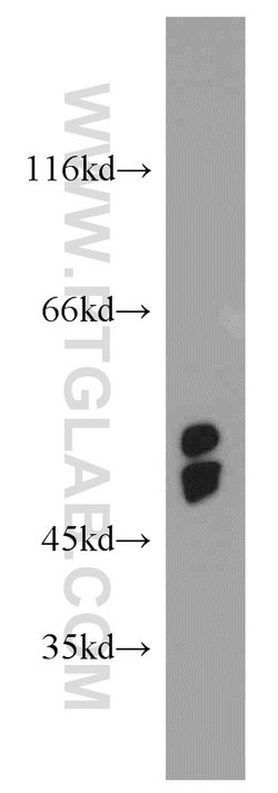 GCOM1 Rabbit anti-Human, Mouse, Rat, Polyclonal, Proteintech 150 &mu;L;