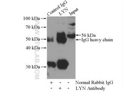 LYN Rabbit anti-Human, Polyclonal, Proteintech 150 &mu;L; Unconjugated:Antibodies,