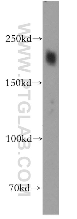 HRC Rabbit anti-Human, Mouse, Polyclonal, Proteintech 20 &mu;L; Unconjugated:Antibodies,