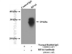 RPA4 Rabbit anti-Human, Mouse, Polyclonal, Proteintech 150 &mu;L; Unconjugated:Antibodies,