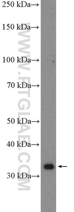 RPA4 Rabbit anti-Human, Mouse, Polyclonal, Proteintech 150 &mu;L; Unconjugated:Antibodies,