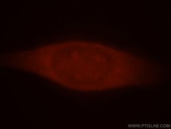 AMPK alpha 2 Rabbit anti-Human, Mouse, Rat, Polyclonal, Proteintech 150