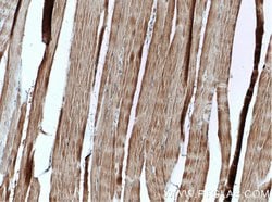 AMPK alpha 2 Rabbit anti-Human, Mouse, Rat, Polyclonal, Proteintech 150