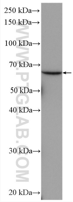 AMPK alpha 2 Rabbit anti-Human, Mouse, Rat, Polyclonal, Proteintech 150