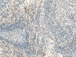 Proteintech CLEC4G Rabbit anti-Human, Polyclonal, Proteintech