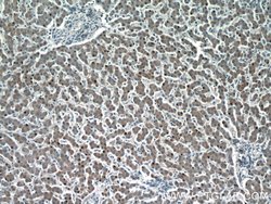 HEPACAM Rabbit anti-Human, Mouse, Rat, Polyclonal, Proteintech:Antibodies:Primary