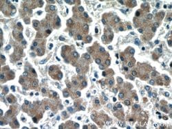 HEPACAM Rabbit anti-Human, Mouse, Rat, Polyclonal, Proteintech:Antibodies:Primary