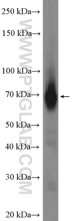 HEPACAM Rabbit anti-Human, Mouse, Rat, Polyclonal, Proteintech:Antibodies:Primary