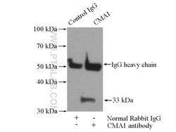 Mast Cell Chymase Rabbit anti-Human, Mouse, Rat, Polyclonal, Proteintech:Antibodies:Primary