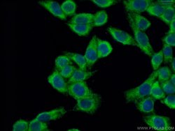 LACTB Rabbit anti-Human, Mouse, Rat, Polyclonal, Proteintech:Antibodies:Primary