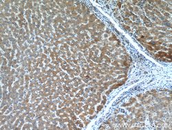 LACTB Rabbit anti-Human, Mouse, Rat, Polyclonal, Proteintech:Antibodies:Primary