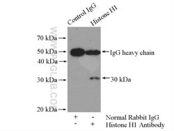 Histone H1 Rabbit anti-Human, Mouse, Rat, Polyclonal, Proteintech:Antibodies:Primary