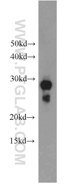 Histone H1 Rabbit anti-Human, Mouse, Rat, Polyclonal, Proteintech