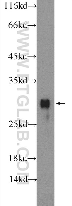 Histone H1 Rabbit anti-Human, Mouse, Rat, Polyclonal, Proteintech:Antibodies:Primary