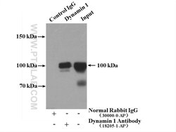 Dynamin 1 Rabbit anti-Human, Mouse, Rat, Polyclonal, Proteintech:Antibodies:Primary