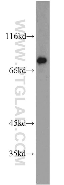 LSR Rabbit anti-Human, Mouse, Rat, Polyclonal, Proteintech 150 &mu;L; Unconjugated:Antibodies,