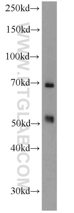 LSR Rabbit anti-Human, Mouse, Rat, Polyclonal, Proteintech 150 &mu;L; Unconjugated:Antibodies,