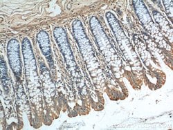 GIPR Rabbit anti-Human, Polyclonal, Proteintech:Antibodies:Primary Antibodies