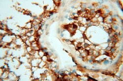 MMP28 Rabbit anti-Human, Mouse, Rat, Polyclonal, Proteintech 150 &mu;L;