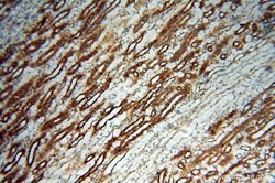 MMP28 Rabbit anti-Human, Mouse, Rat, Polyclonal, Proteintech 150 &mu;L;
