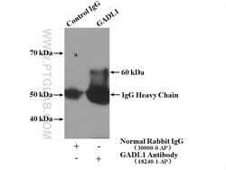 GADL1 Rabbit anti-Human, Mouse, Rat, Polyclonal, Proteintech 150 &mu;L;