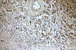 CHST3 Rabbit anti-Human, Mouse, Rat, Polyclonal, Proteintech 150 &mu;L;