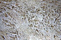 CHST3 Rabbit anti-Human, Mouse, Rat, Polyclonal, Proteintech 150 &mu;L;